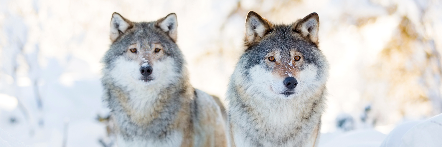 2 wolves in snmow